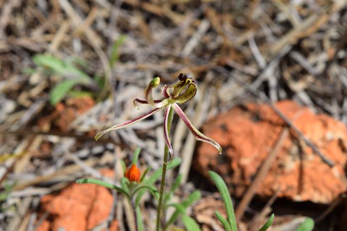 Caladenia barbarossa - Dragon Orchid - Orchid-dragon-latham-Sep-2018p0007.JPG